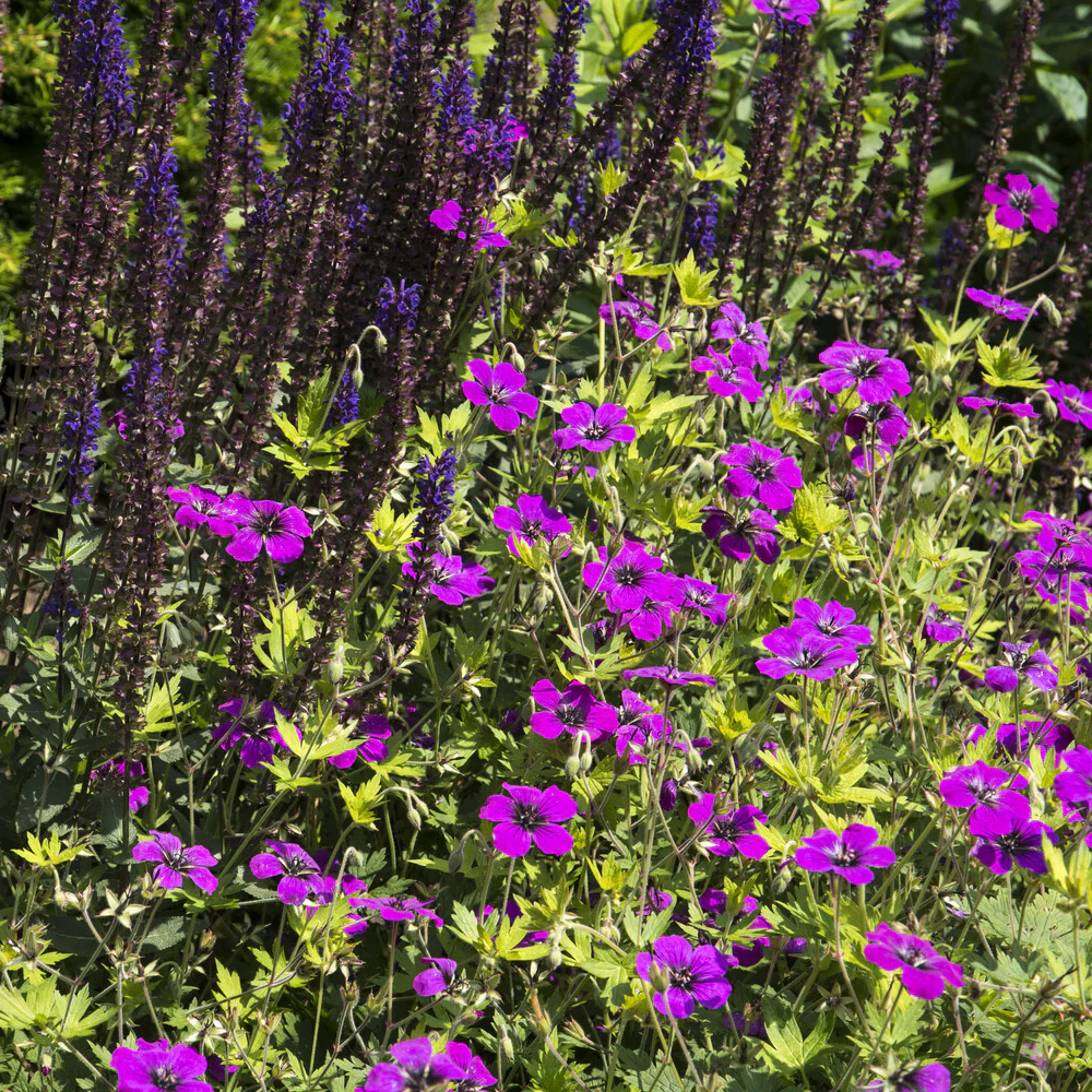 Geranium Anne Thomson