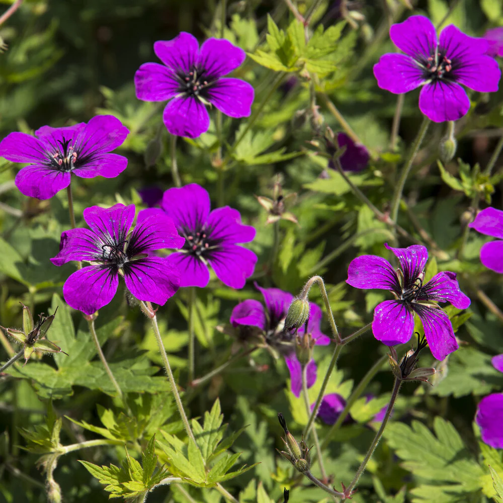 Geranium Anne Thomson - Image 2
