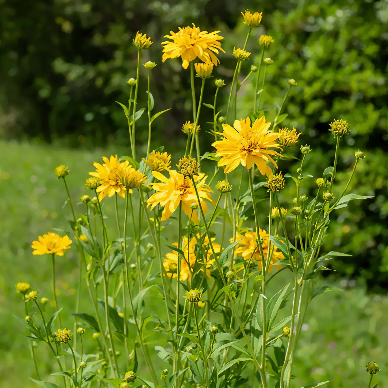 Geschlitztblättriger Sonnenhut 'Goldquelle'