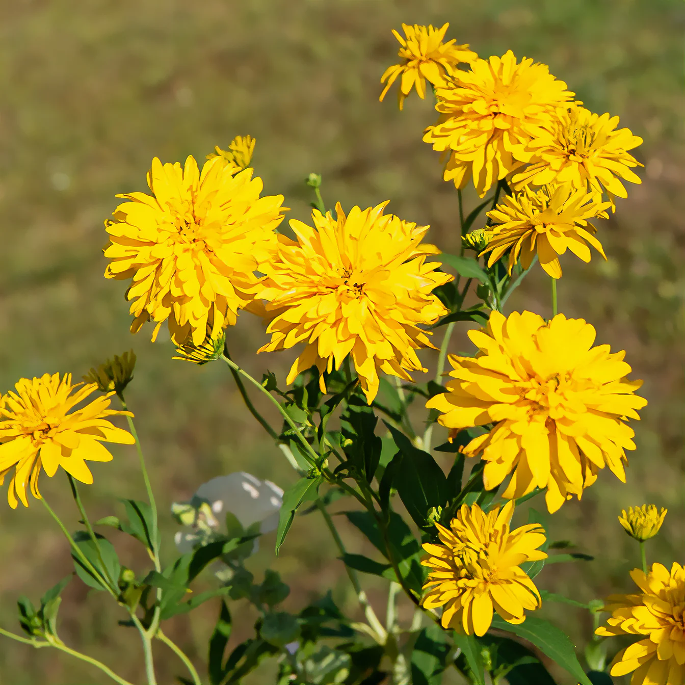 Geschlitztblättriger Sonnenhut 'Goldquelle' - Image 4