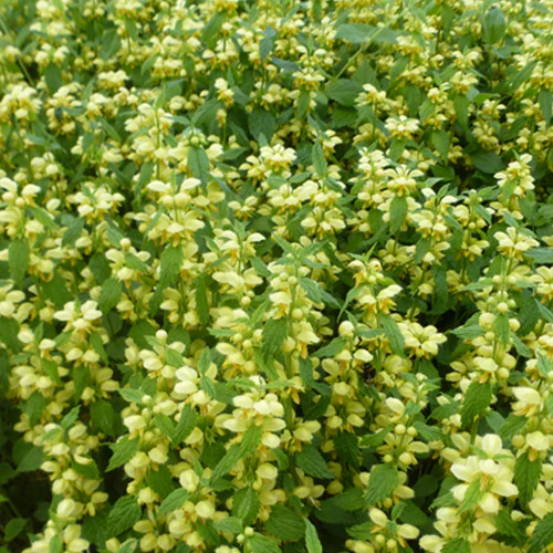 Gewöhnliche Goldnessel