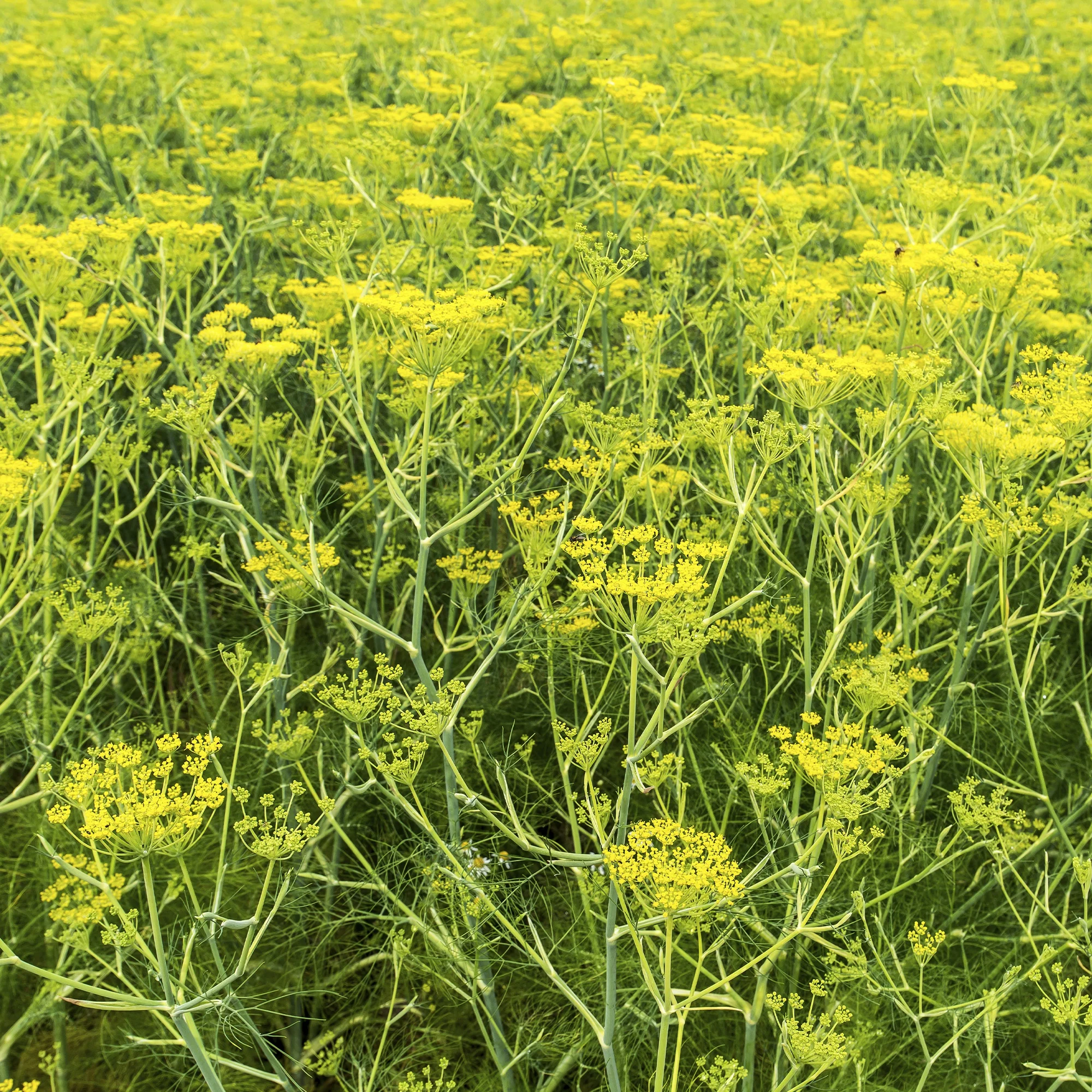 Gewöhnlicher Fenchel - Image 5