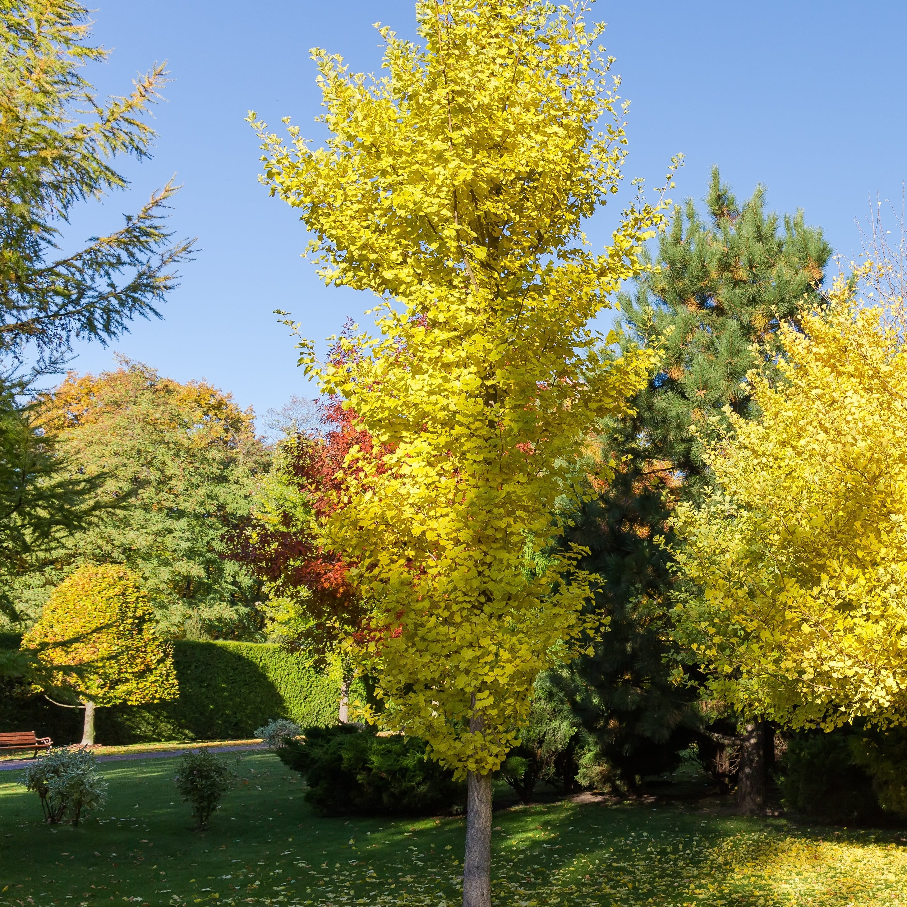 Ginkgo biloba 'Blagon'