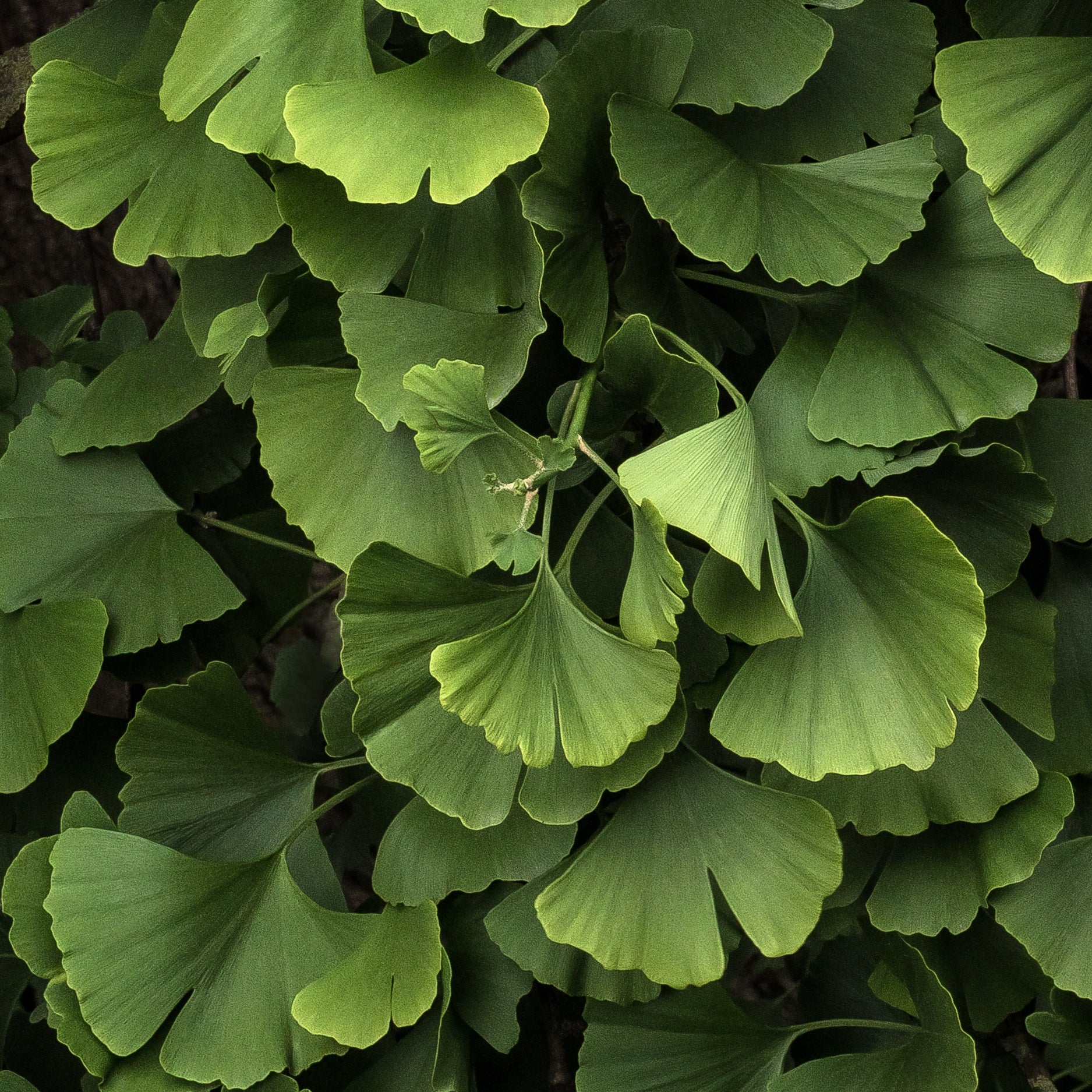 Ginkgo biloba 'Blagon' - Image 3