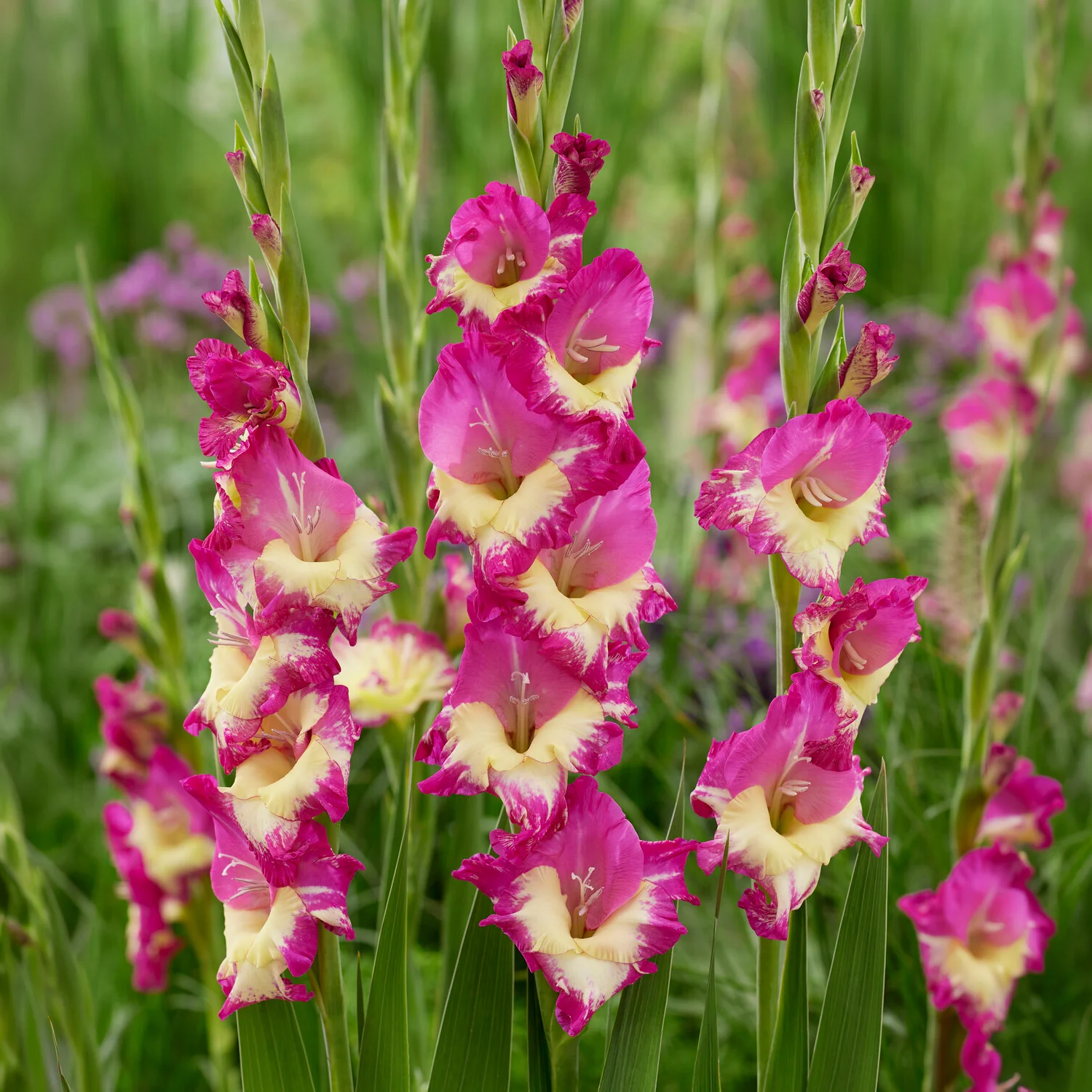 Gladiole ‘Extravert’ (x25) - Image 2