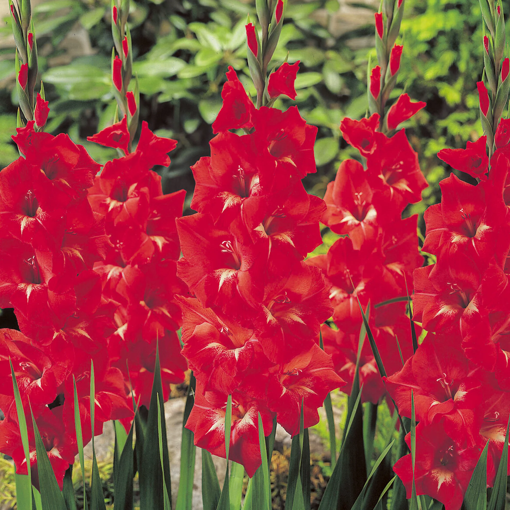 Gladiole ‘Traderhorn’ - Image 2