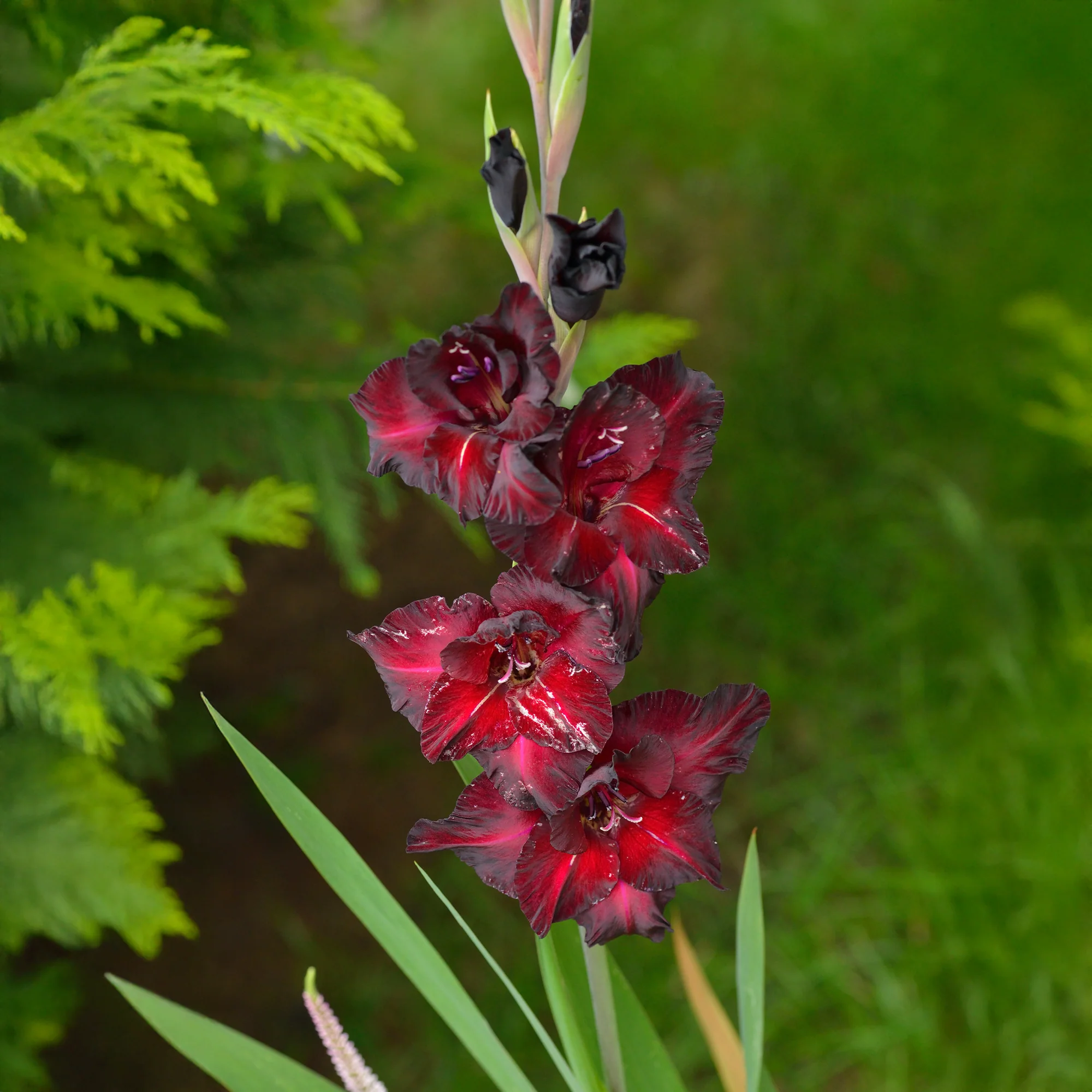 Gladiolen Black Surprise (x25)