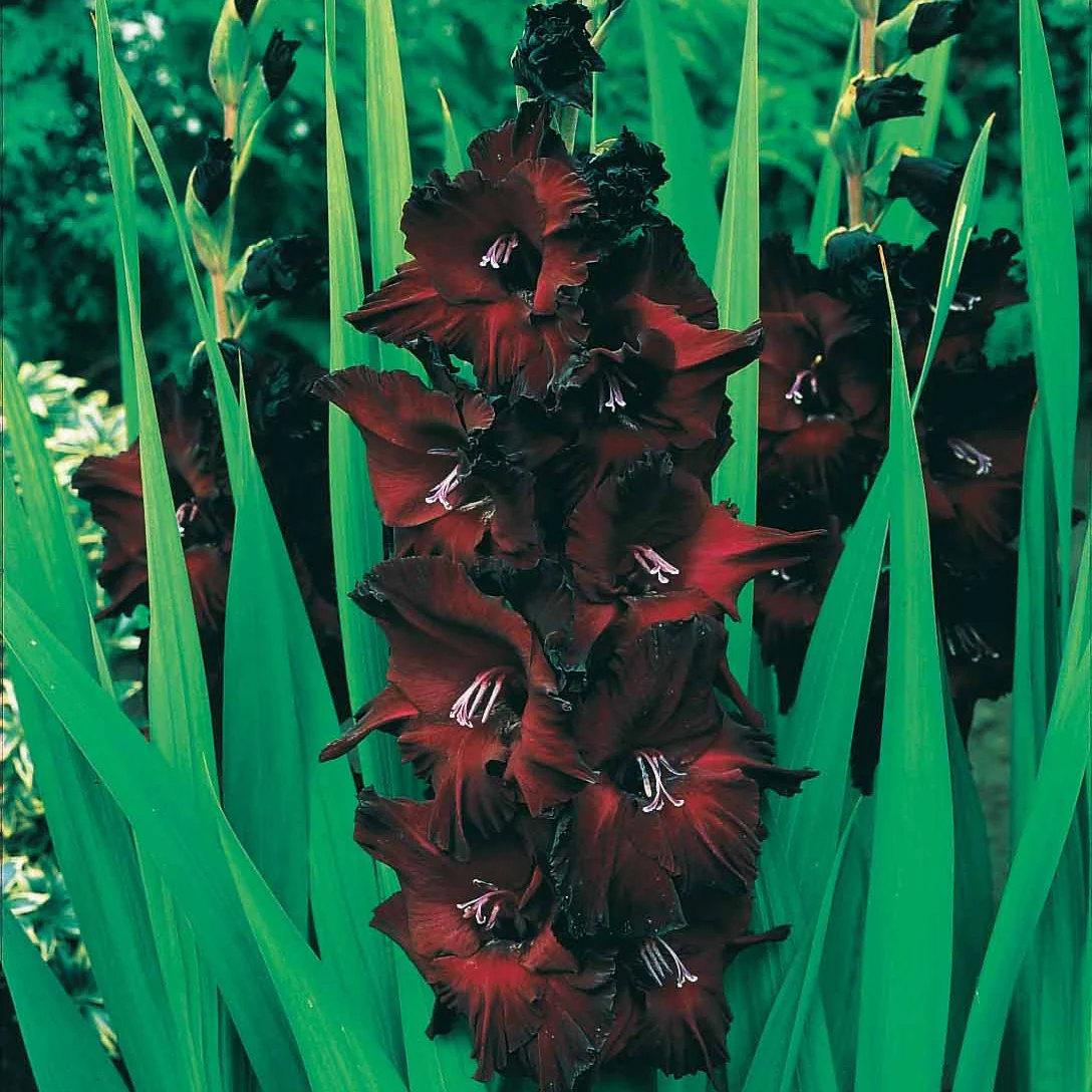 Gladiolen Black Surprise (x25) - Image 4