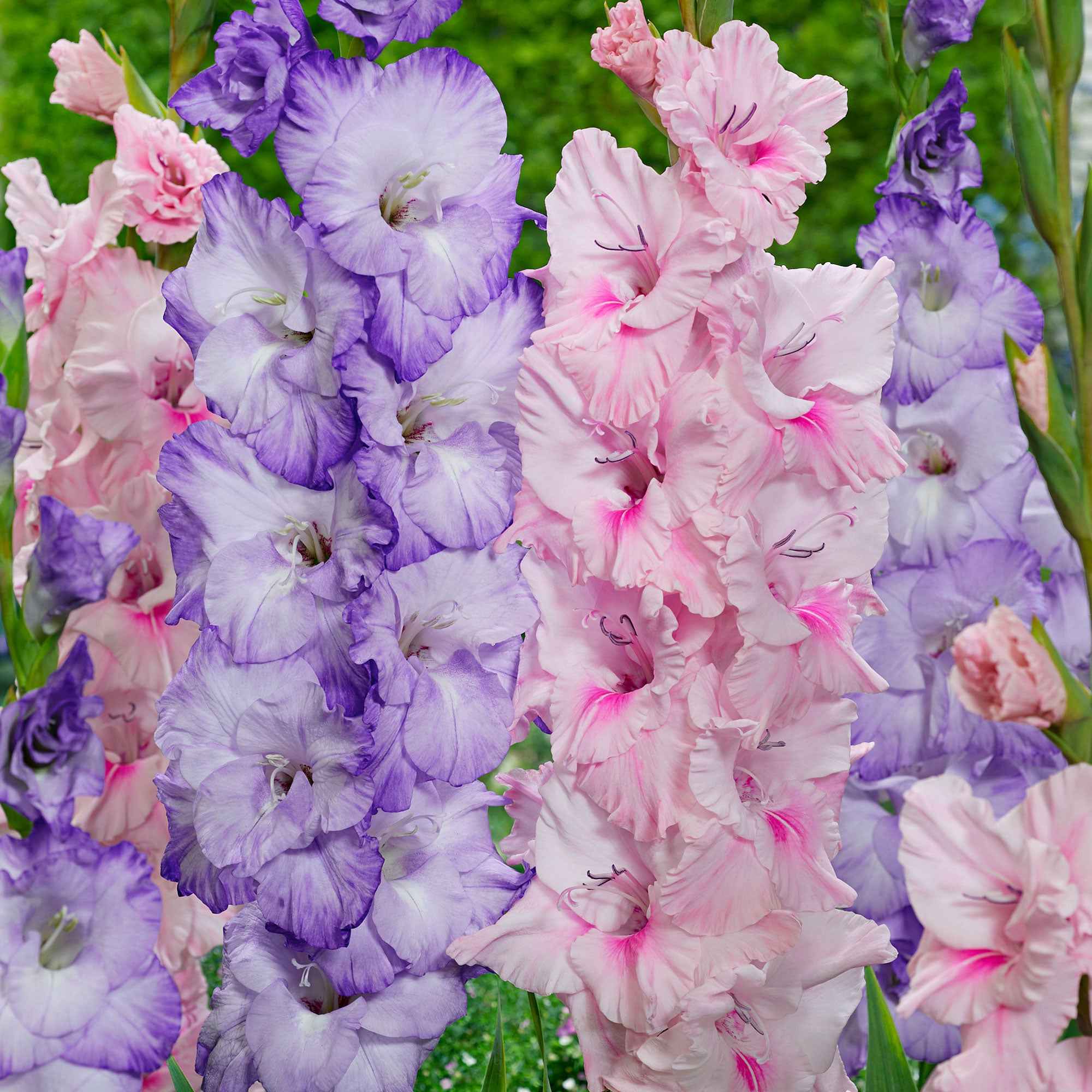 Gladiolen Mischung 'Sweet Pastel Beauty' (x20)