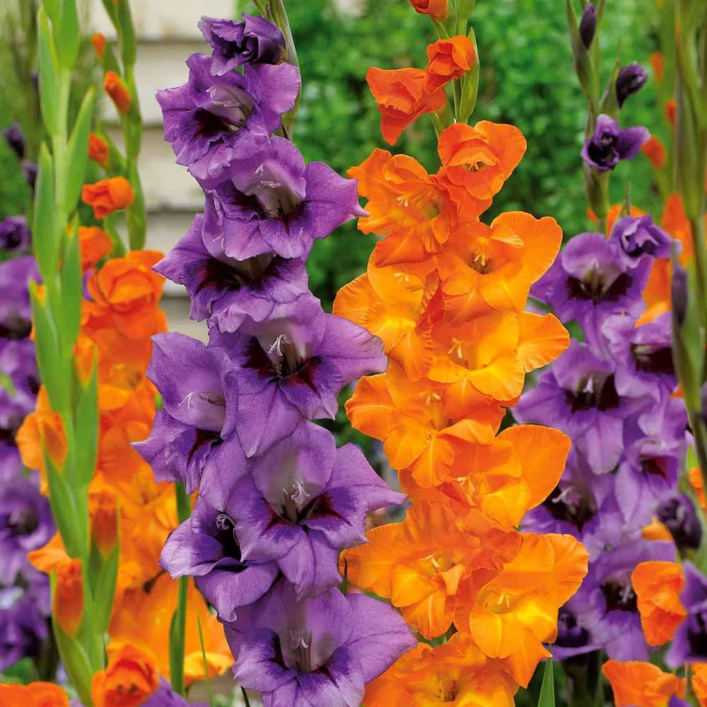 Gladiolen orange & lila (x20)