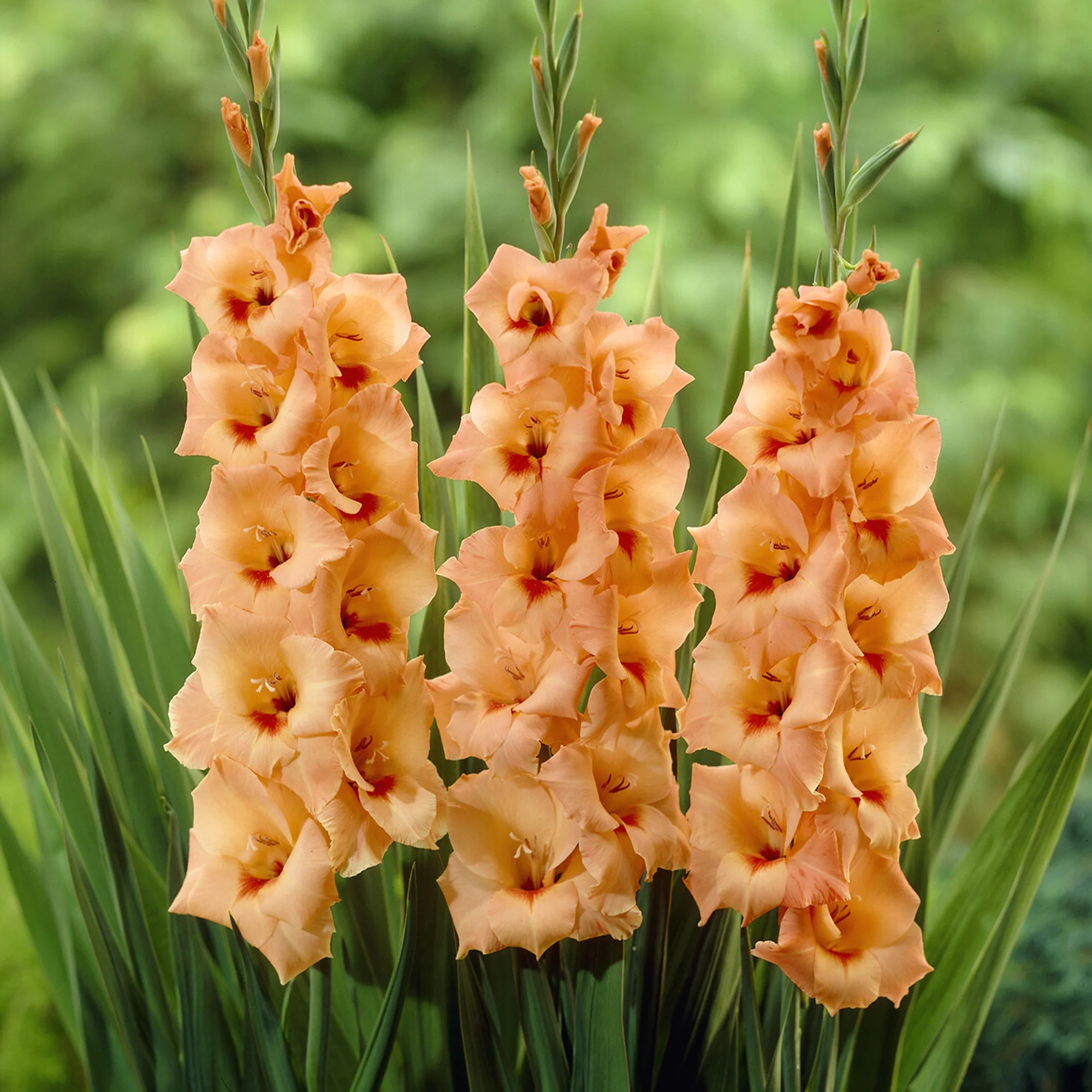 Gladiolen ‘Peter Pears’ (x25) - Image 2