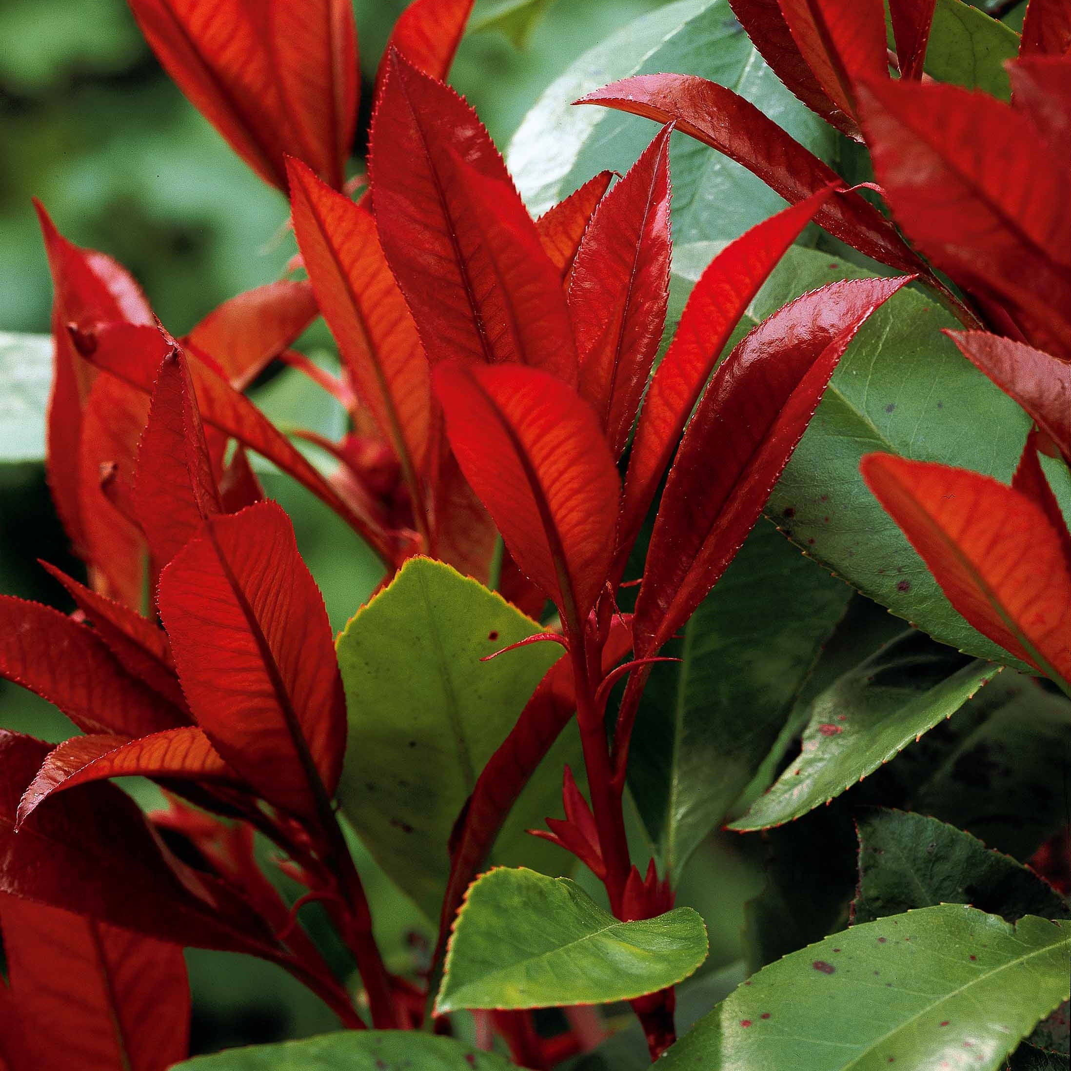 Glanzmispel Photinia 'Red Robin' - Image 3