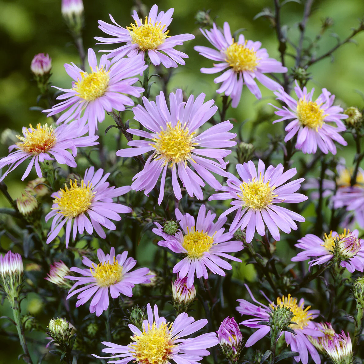 Glatte Aster 'Calliope'