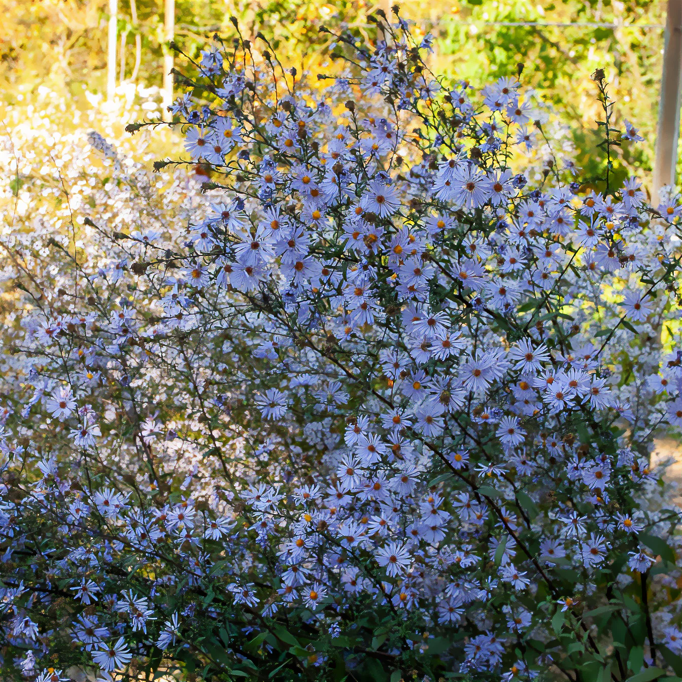 Glatte Aster 'Calliope' - Image 2