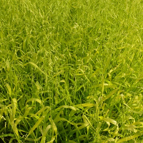 Gold-Hirsegras (Milium effusum 'Aureum') - Image 2