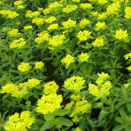 Gold-Wolfsmilch - Image 5