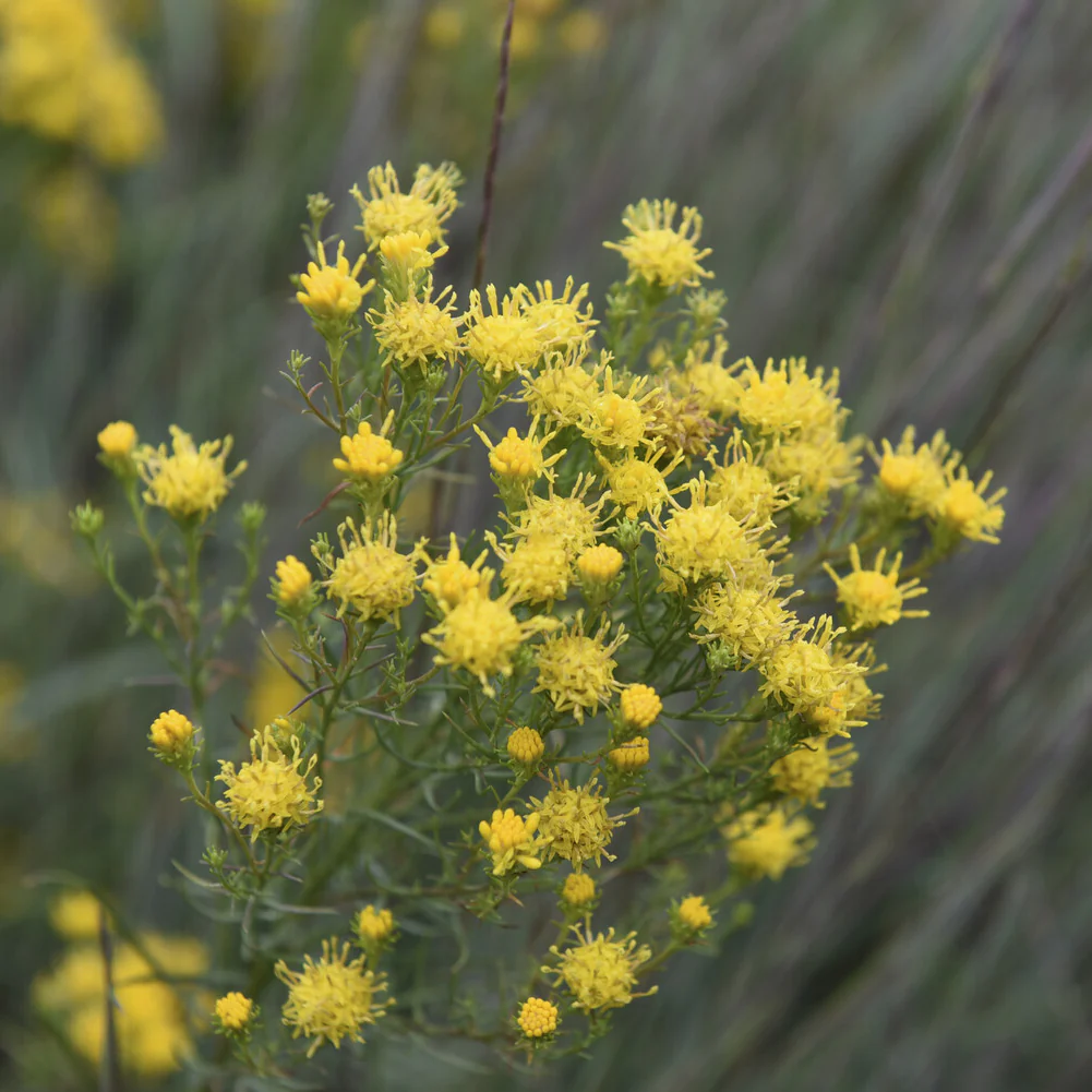 Goldhaar-Aster - Image 3