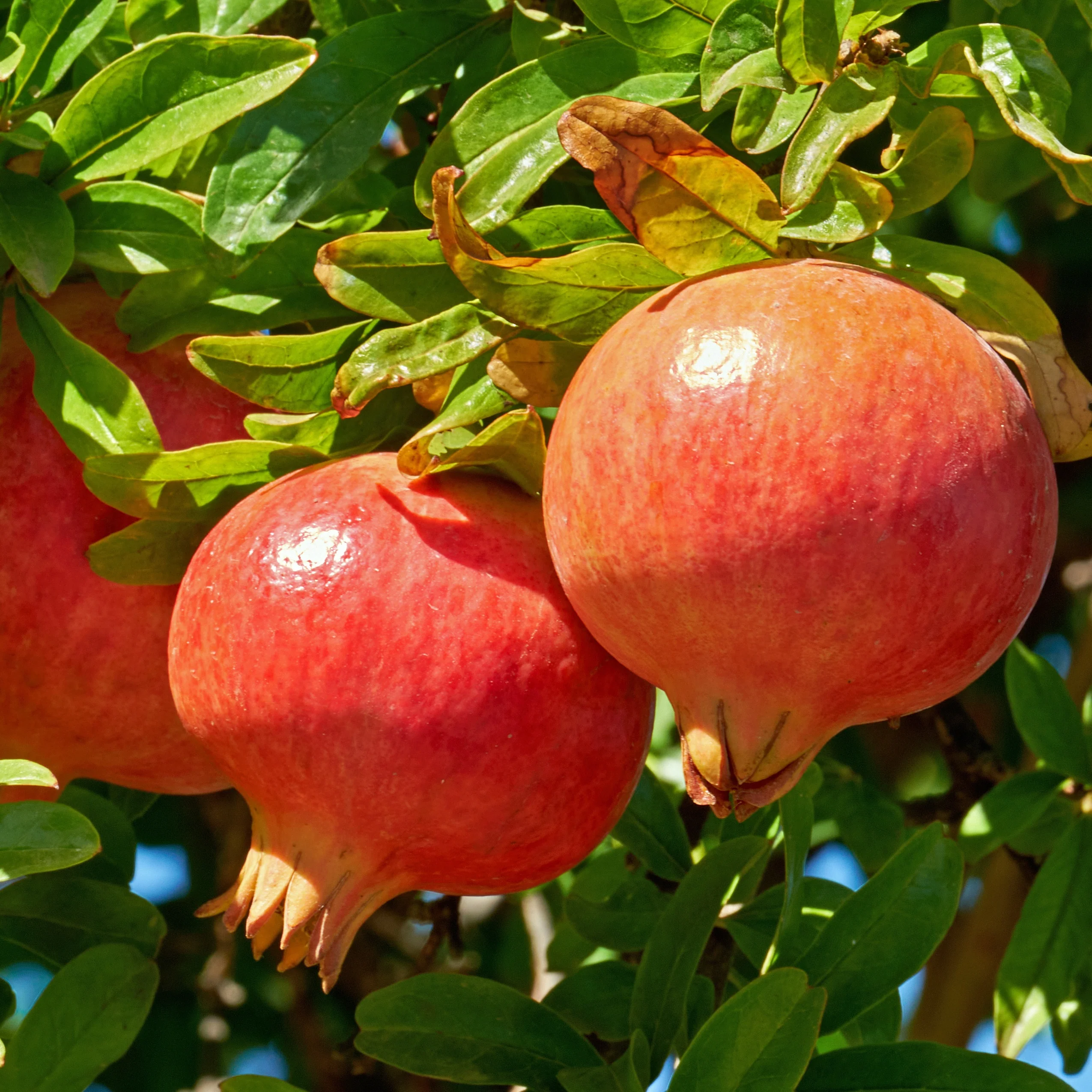 Granatapfel ‘Dente di Leone’