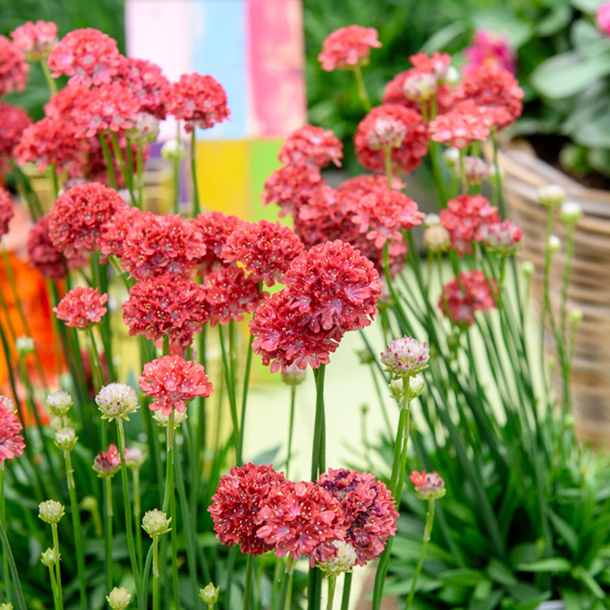 Grasnelke ‘Ballerina Red’