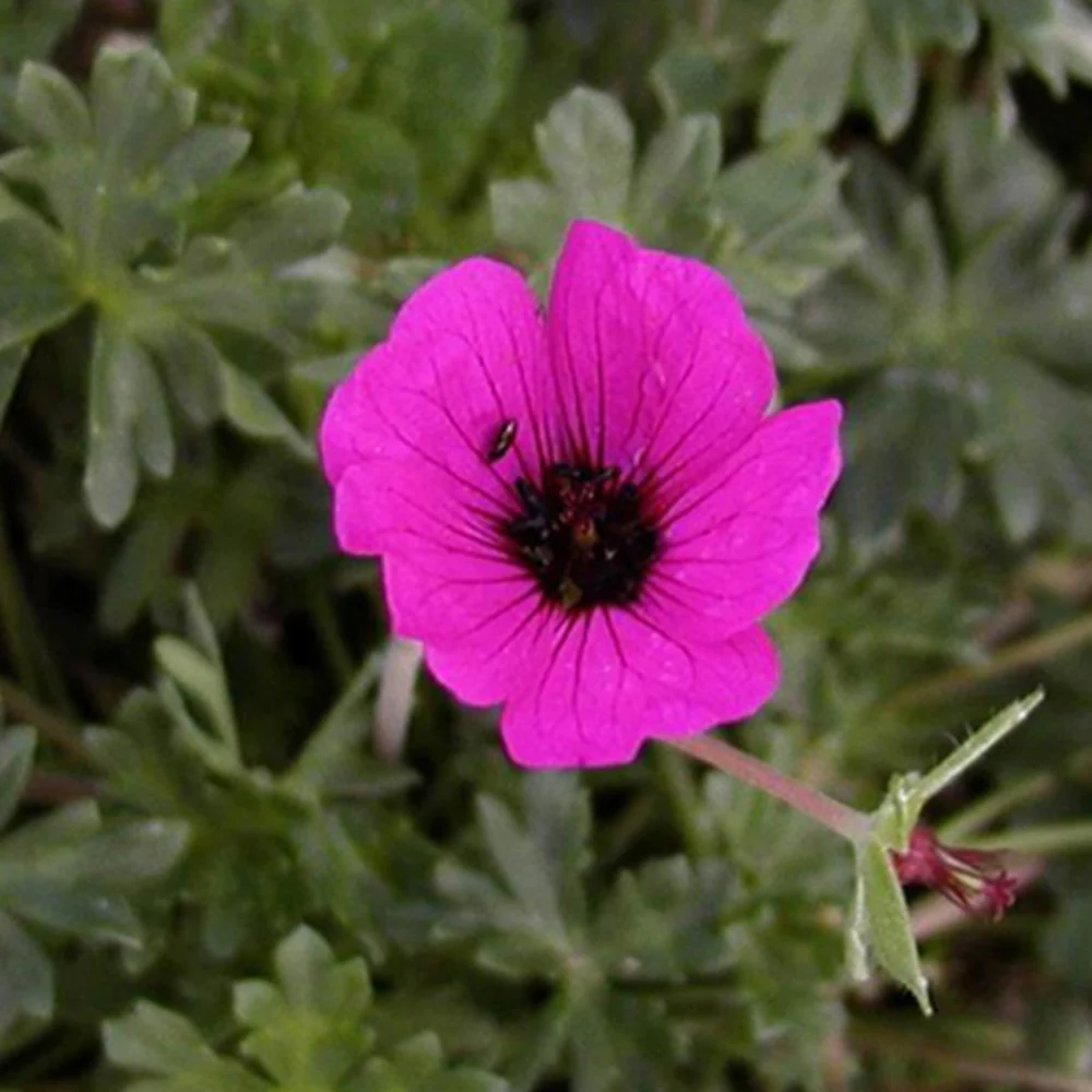 Grauer Storchschnabel 'Splendens'