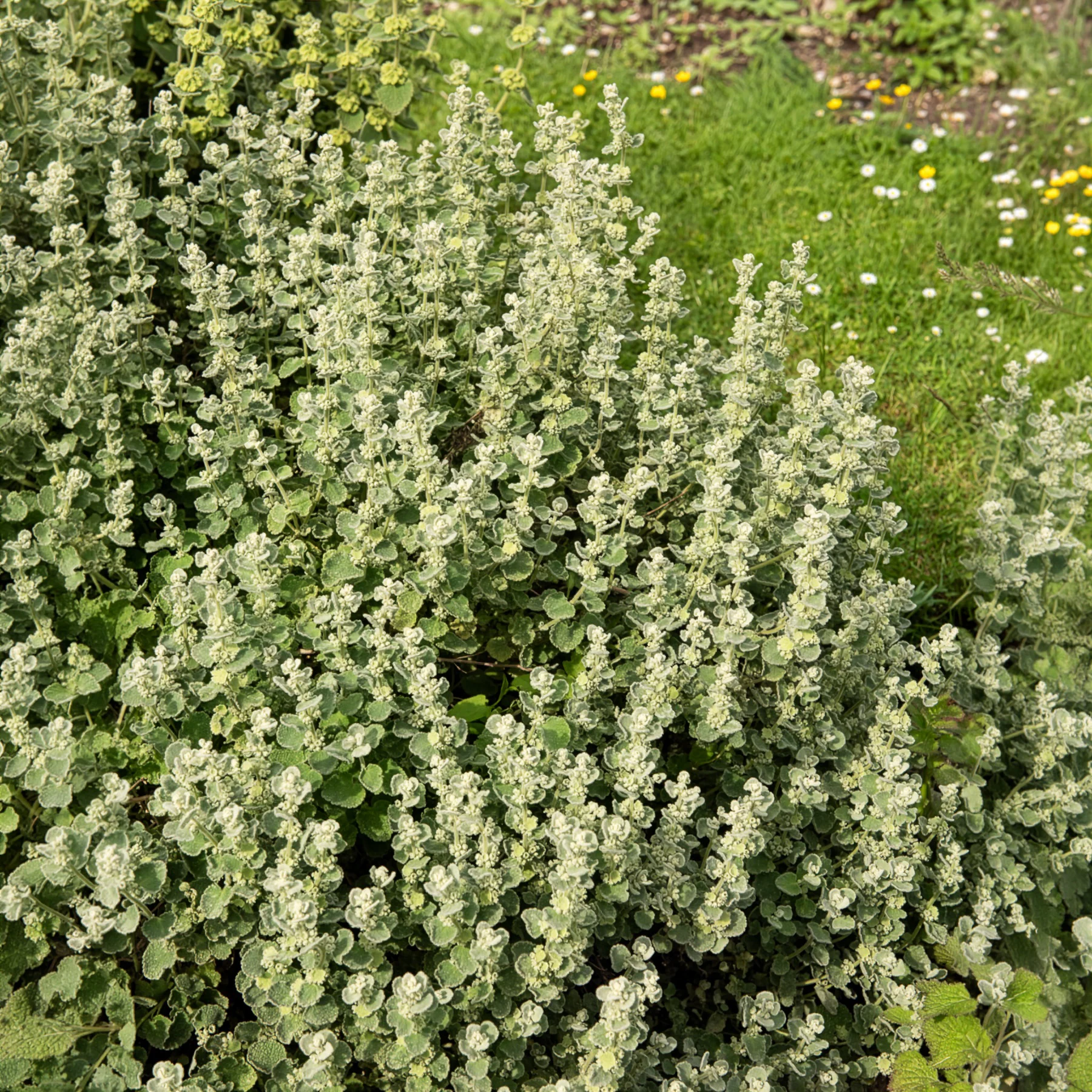 Graues Andorn - Image 3