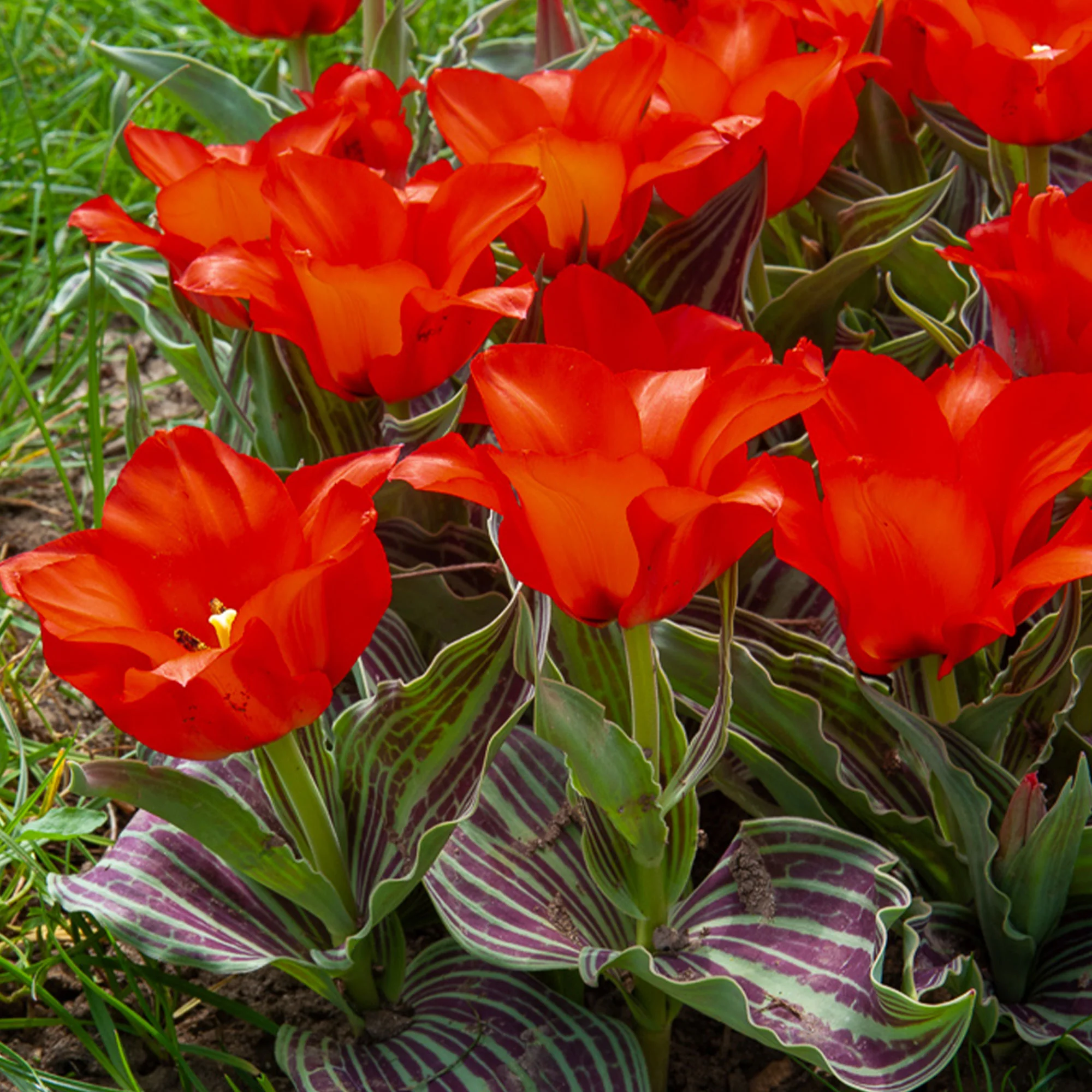 Greigii-Tulpen ‘Chaperon Rouge’ (x10) - Image 2