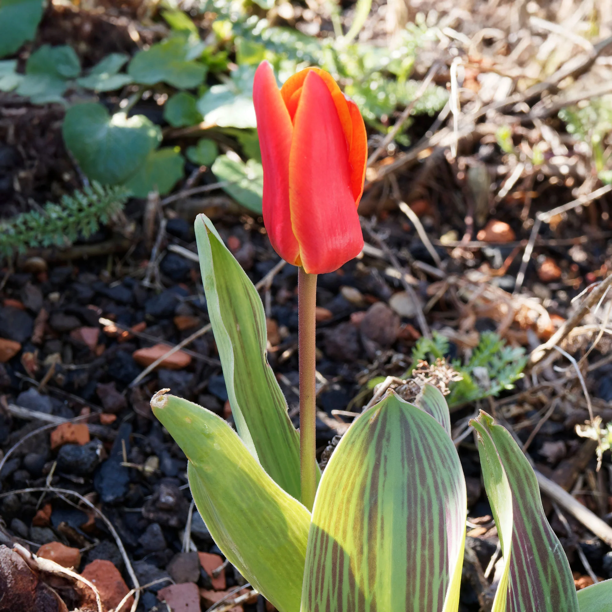 Greigii-Tulpen ‘Chaperon Rouge’ (x10) - Image 3