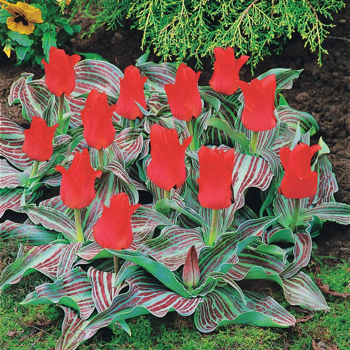 Greigii-Tulpen ‘Chaperon Rouge’ (x10) - Image 4