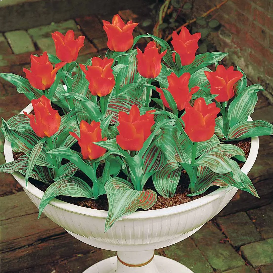Greigii-Tulpen ‘Chaperon Rouge’ (x10) - Image 5