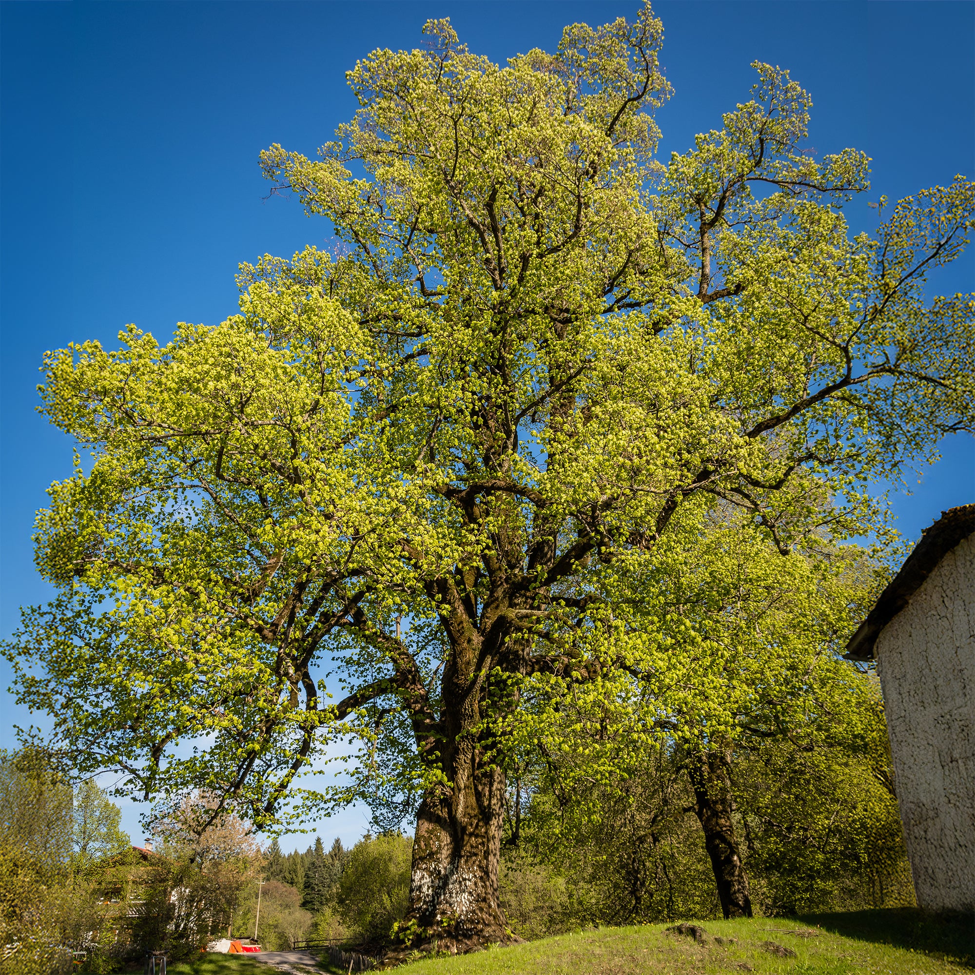 Großblättrige Linde - Image 5