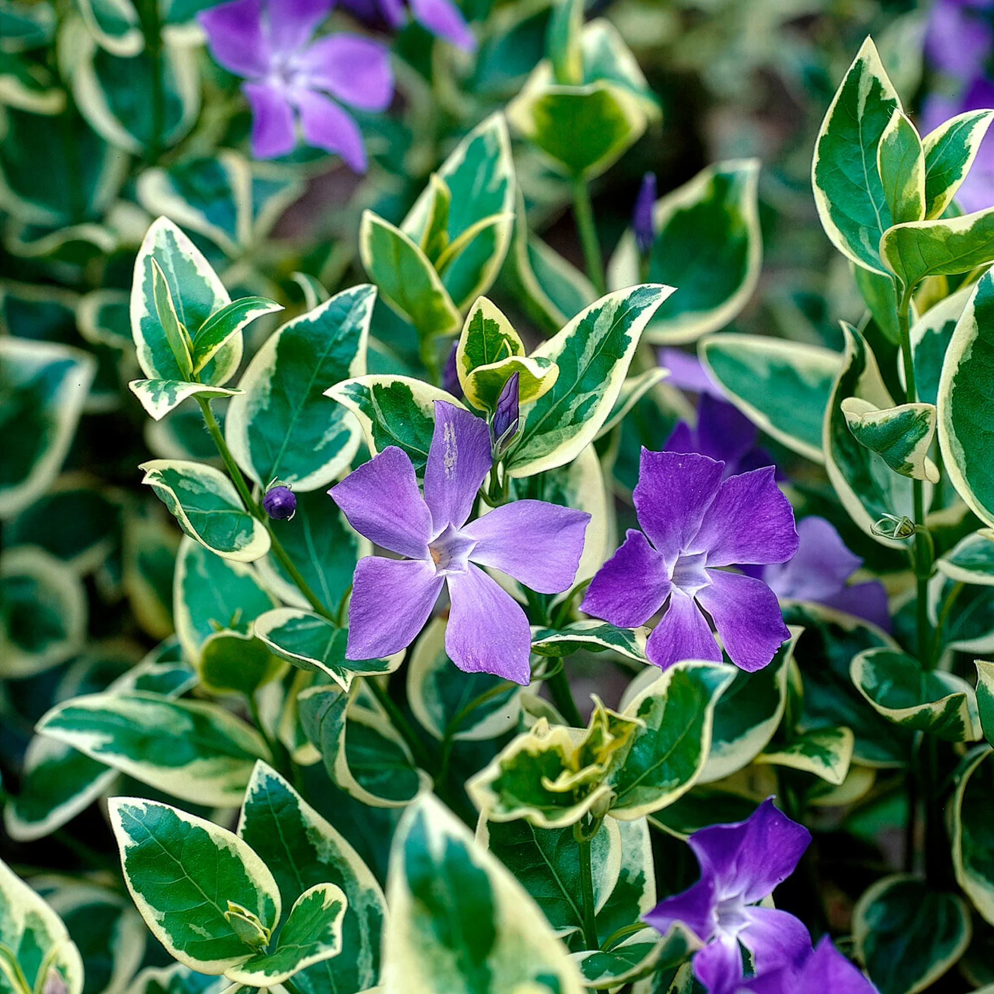 Großblättriges Immergrün Variegata - Image 5