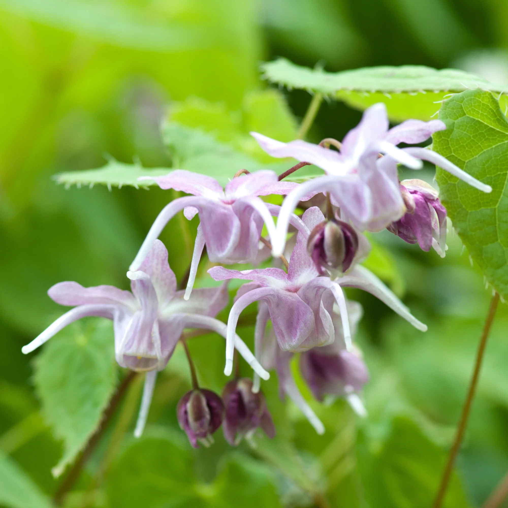 Großblumige Elfenblumen