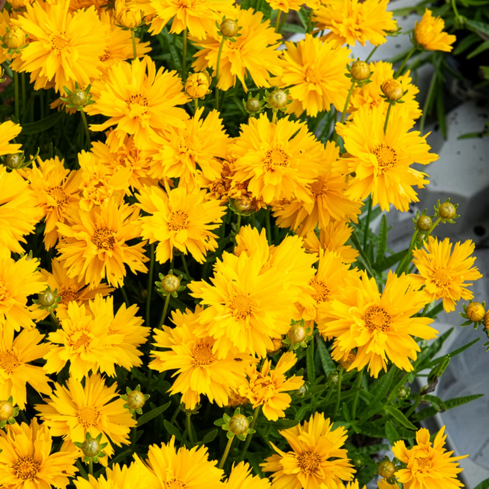 Großblumiges Mädchenauge Sunray ® - Image 3