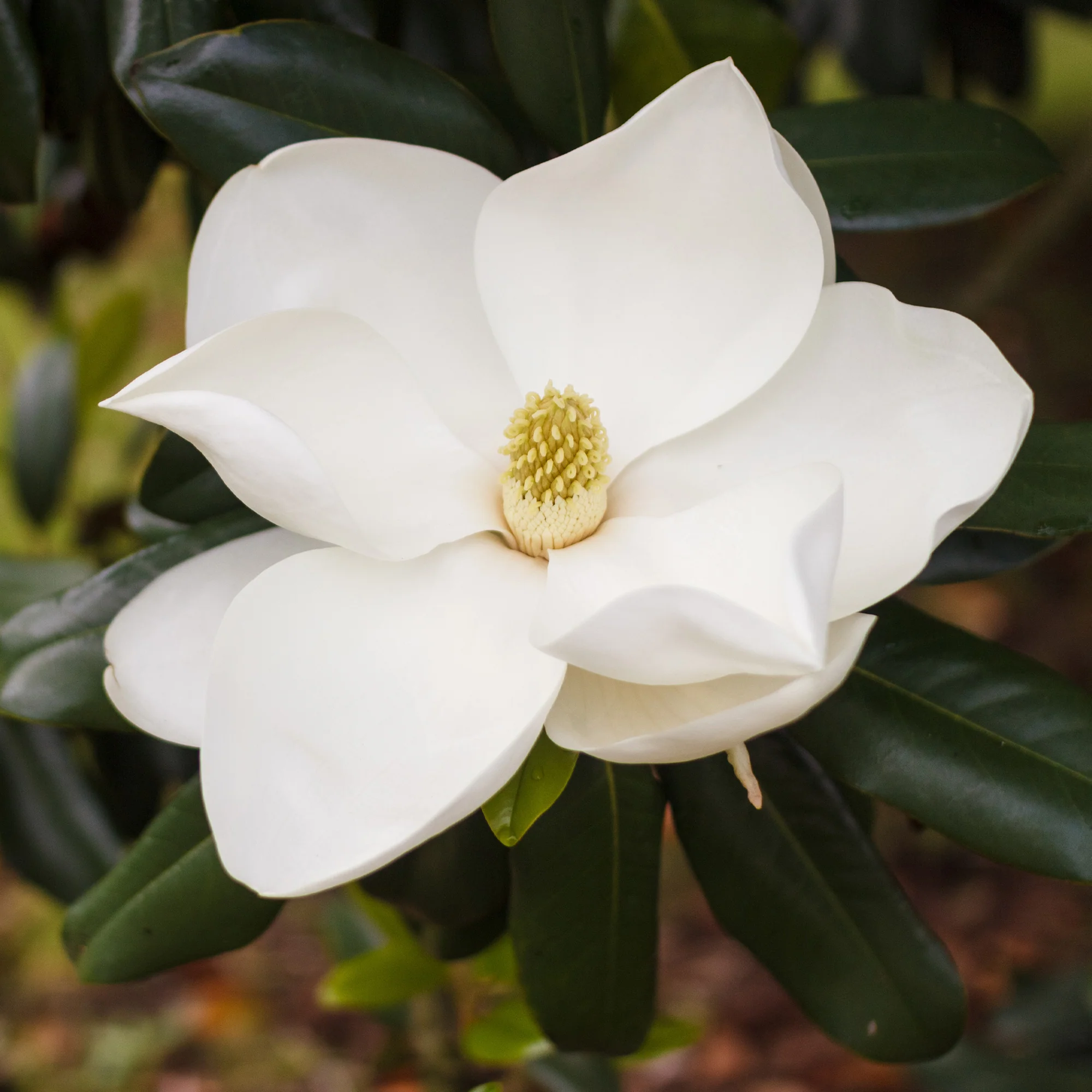Großblütige Magnolie Alta - Image 3