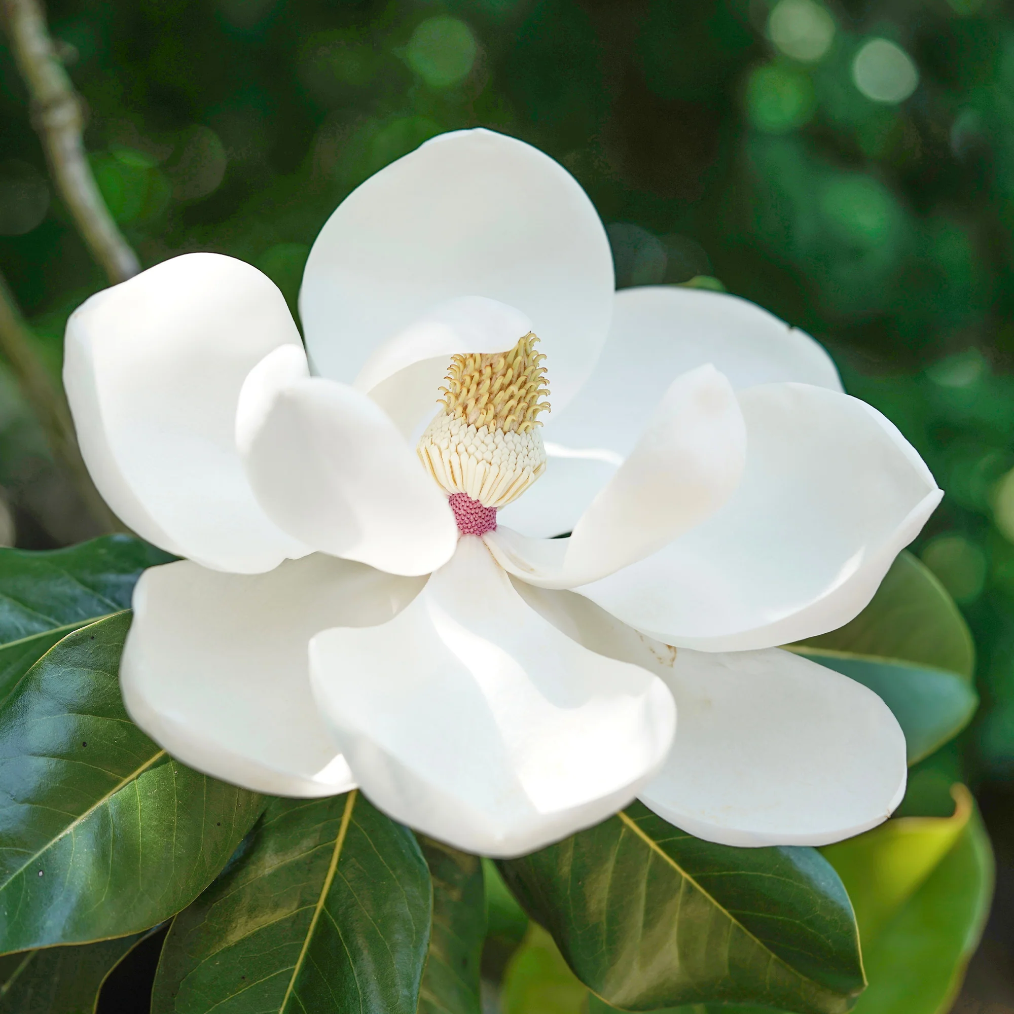 Großblütige Magnolie Little Gem - Image 2