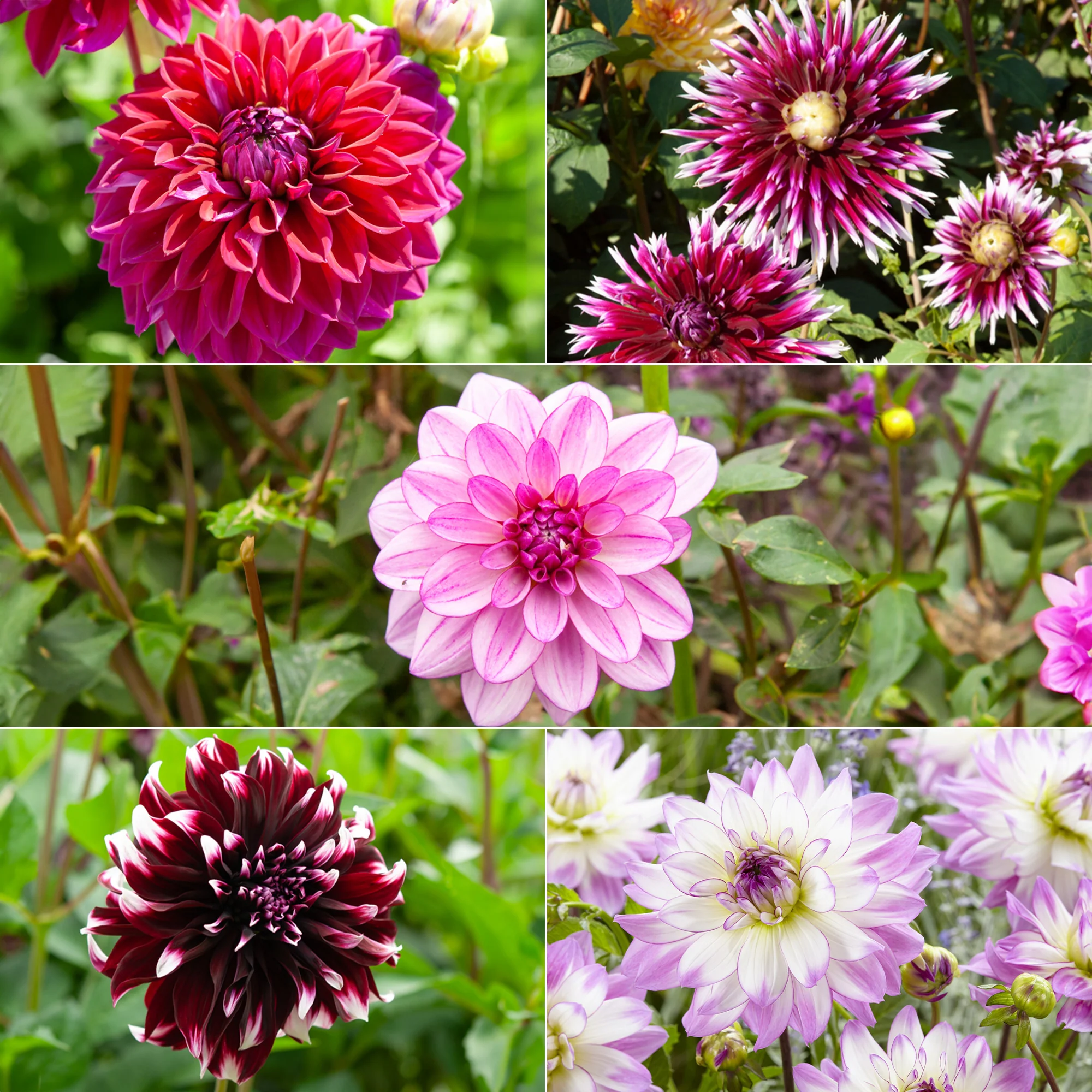 Große Dahlien Mischung (x5)