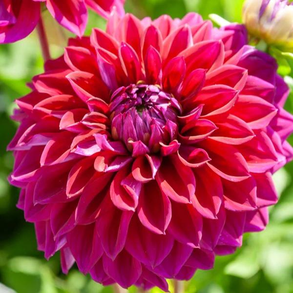 Große Dahlien Mischung (x5) - Image 2