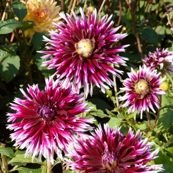 Große Dahlien Mischung (x5) - Image 3