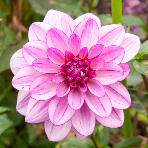 Große Dahlien Mischung (x5) - Image 4