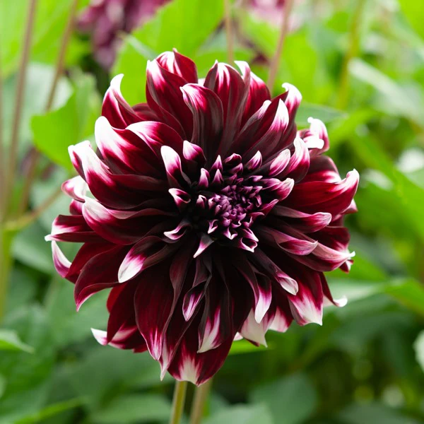 Große Dahlien Mischung (x5) - Image 5