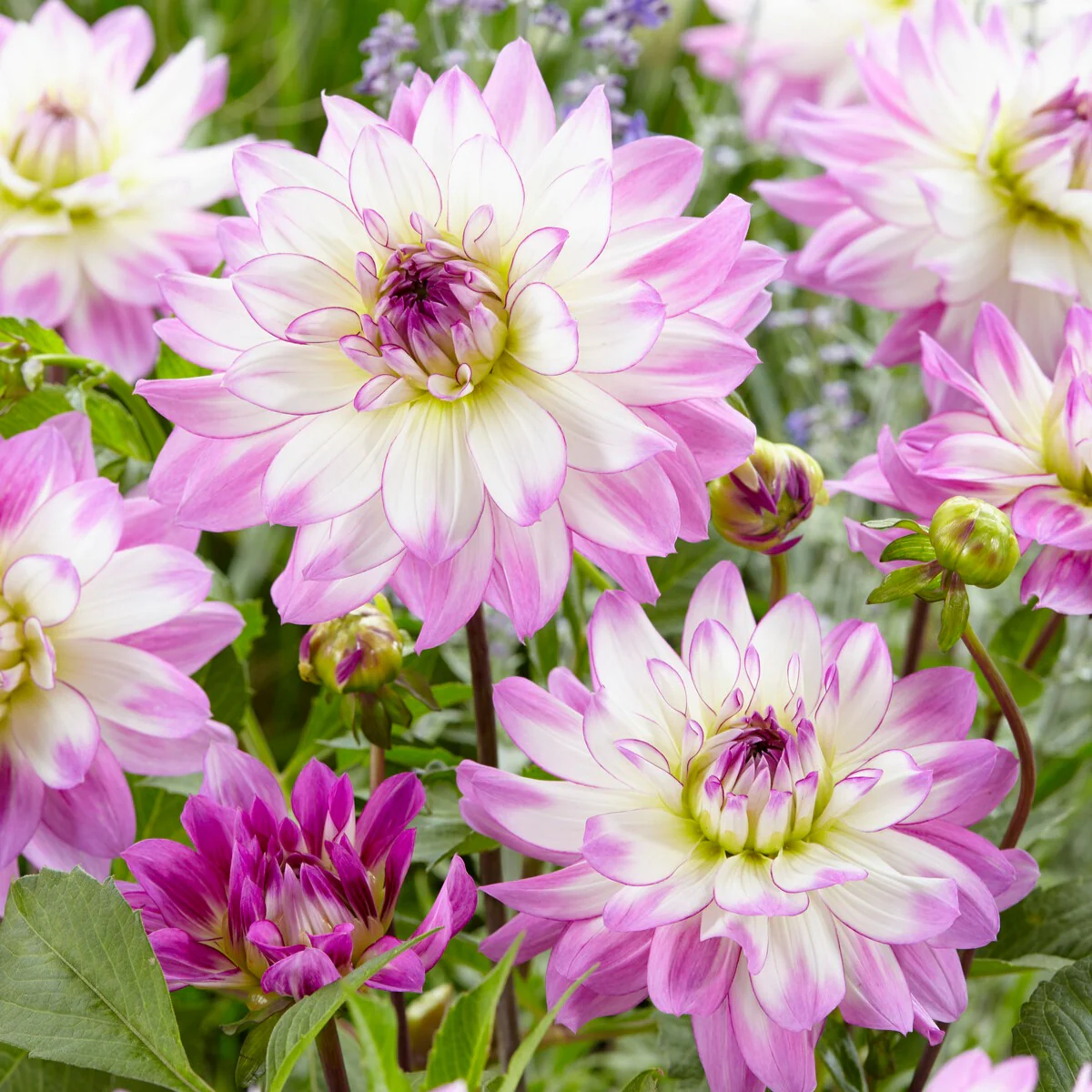 Große Dahlien Mischung (x5) - Image 6
