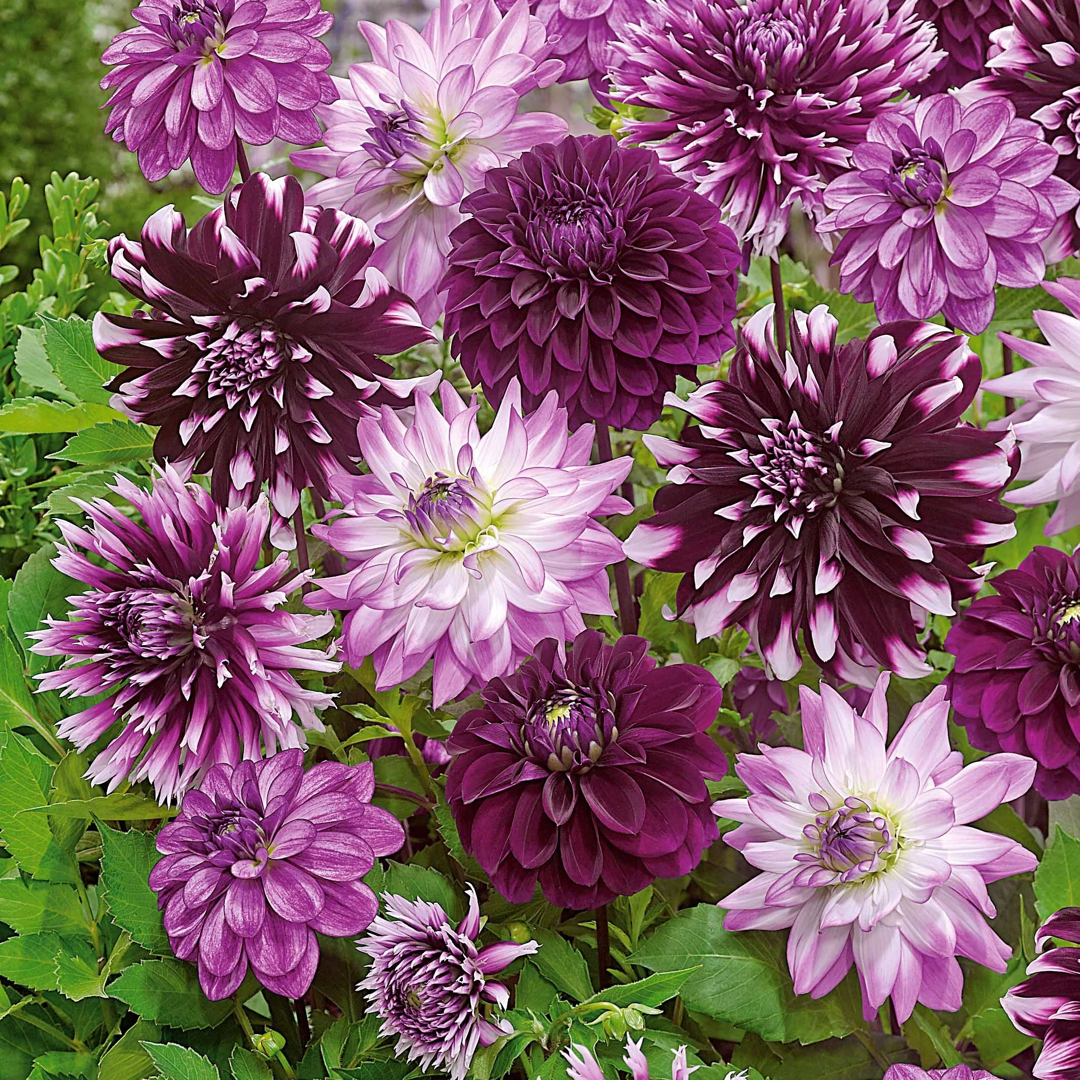 Große Dahlien Mischung (x5) - Image 7