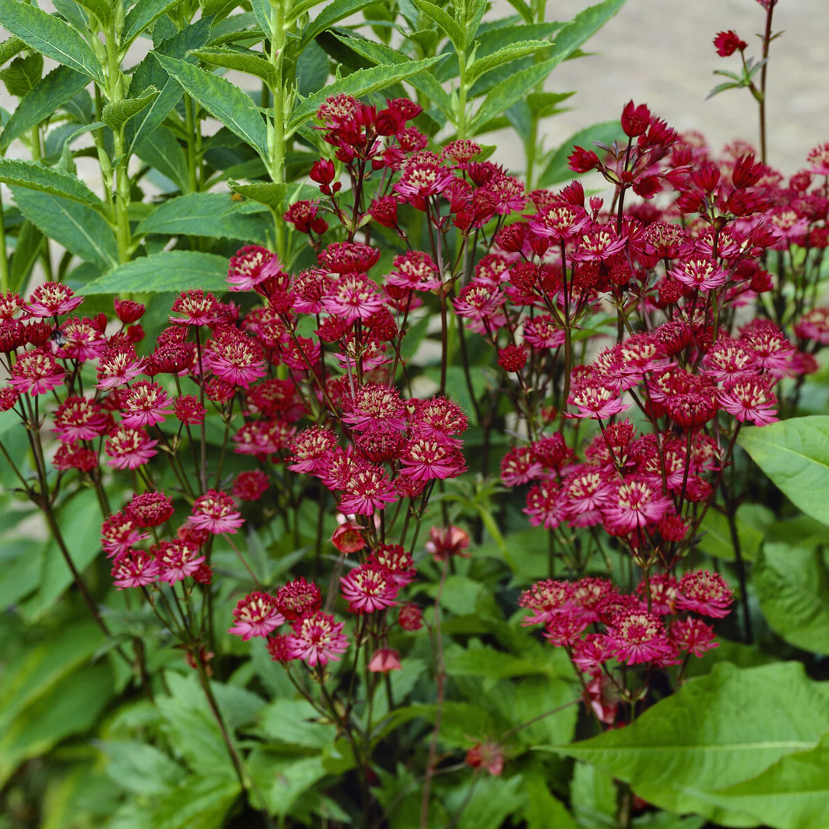 Große Sterndolde Ruby Wedding - Image 3
