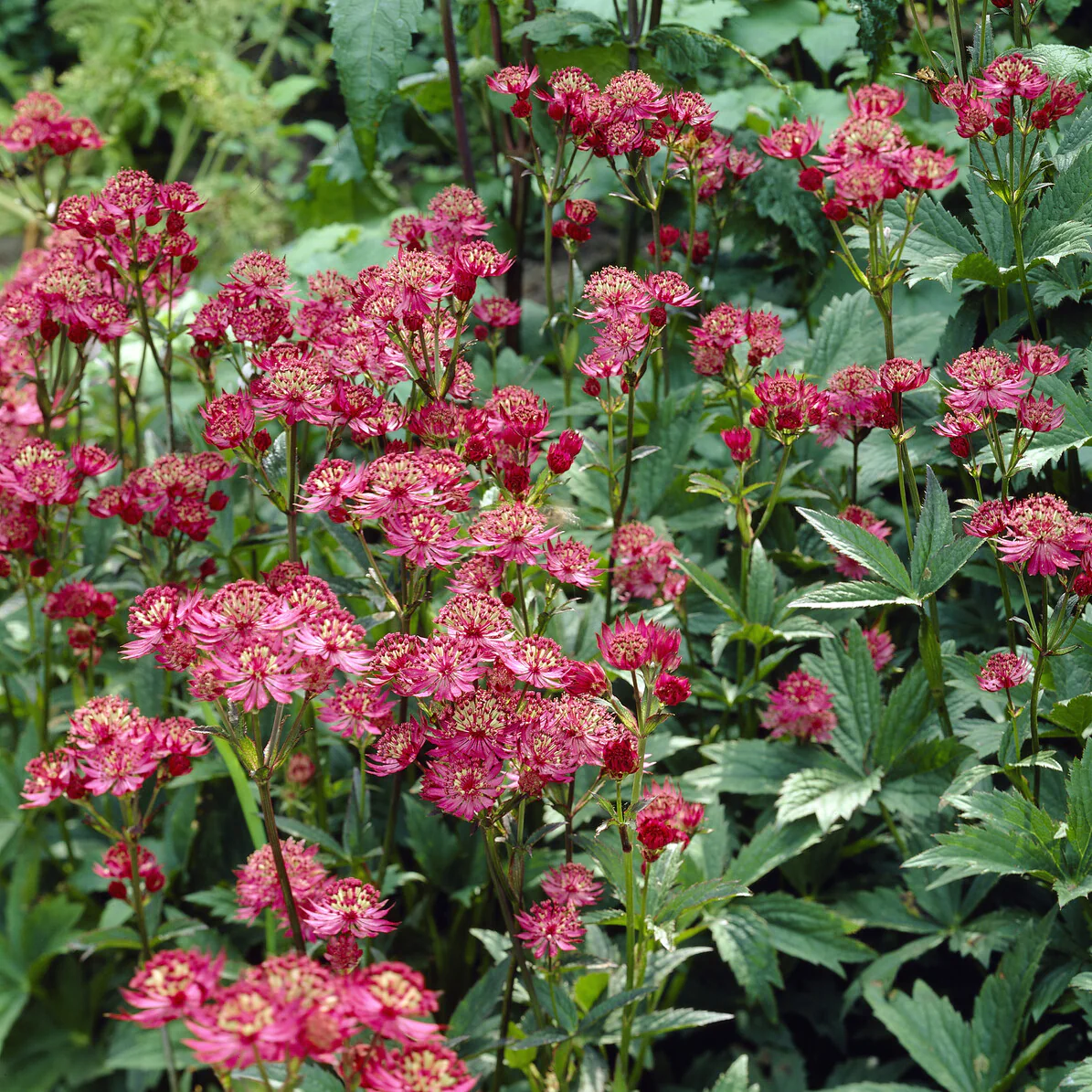 Große Sterndolde Ruby Wedding - Image 4