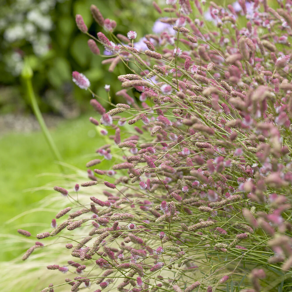 Großer Wiesenknopf Pink Tanna - Image 3