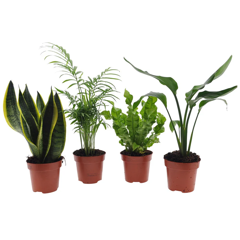 Grüne Zimmerpflanzen-Kollektion (x4) - Image 2