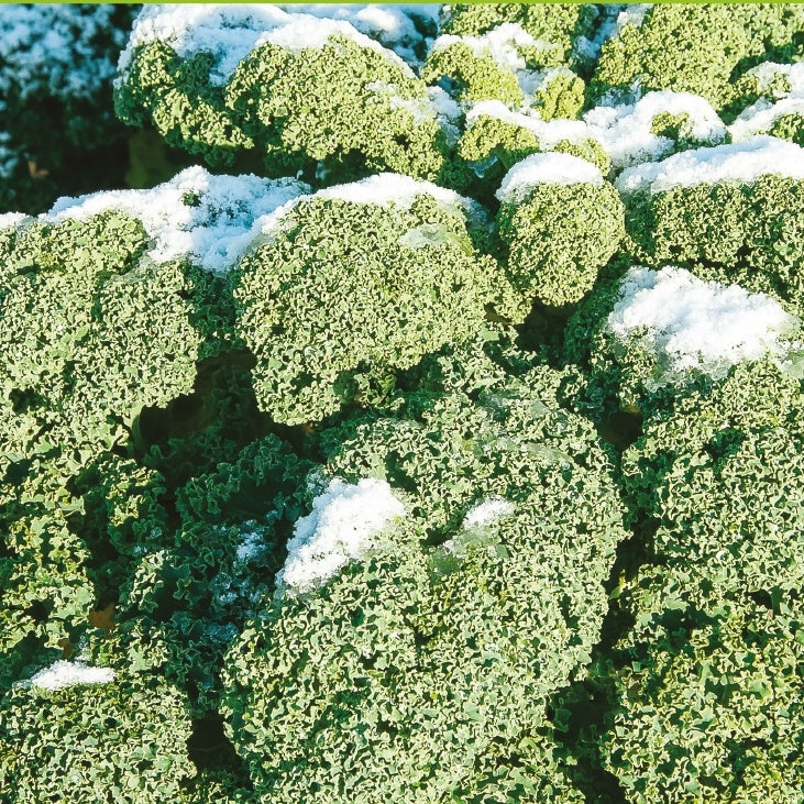 Grünkohl 'Westländer Winter'