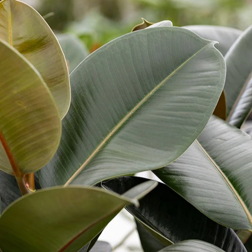 Gummibaum Robusta - Image 4