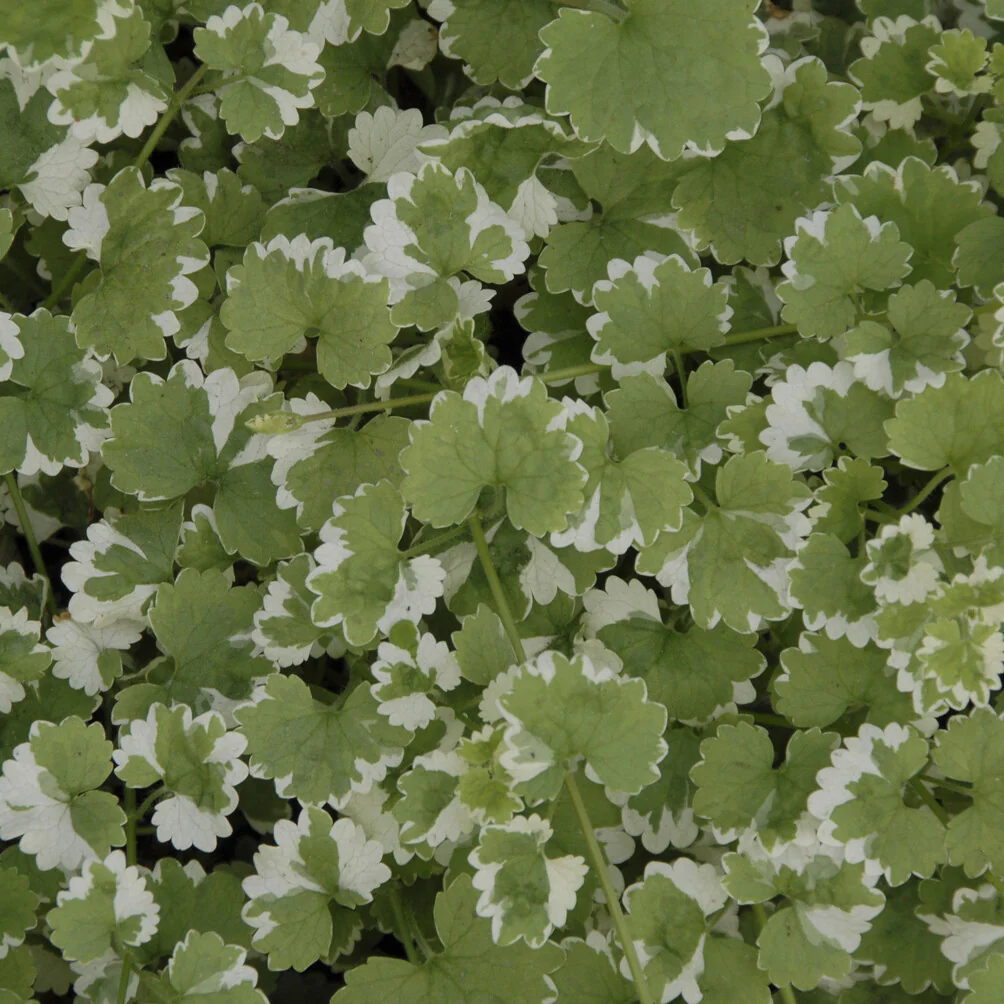 Gundermann 'Variegata' - Image 3