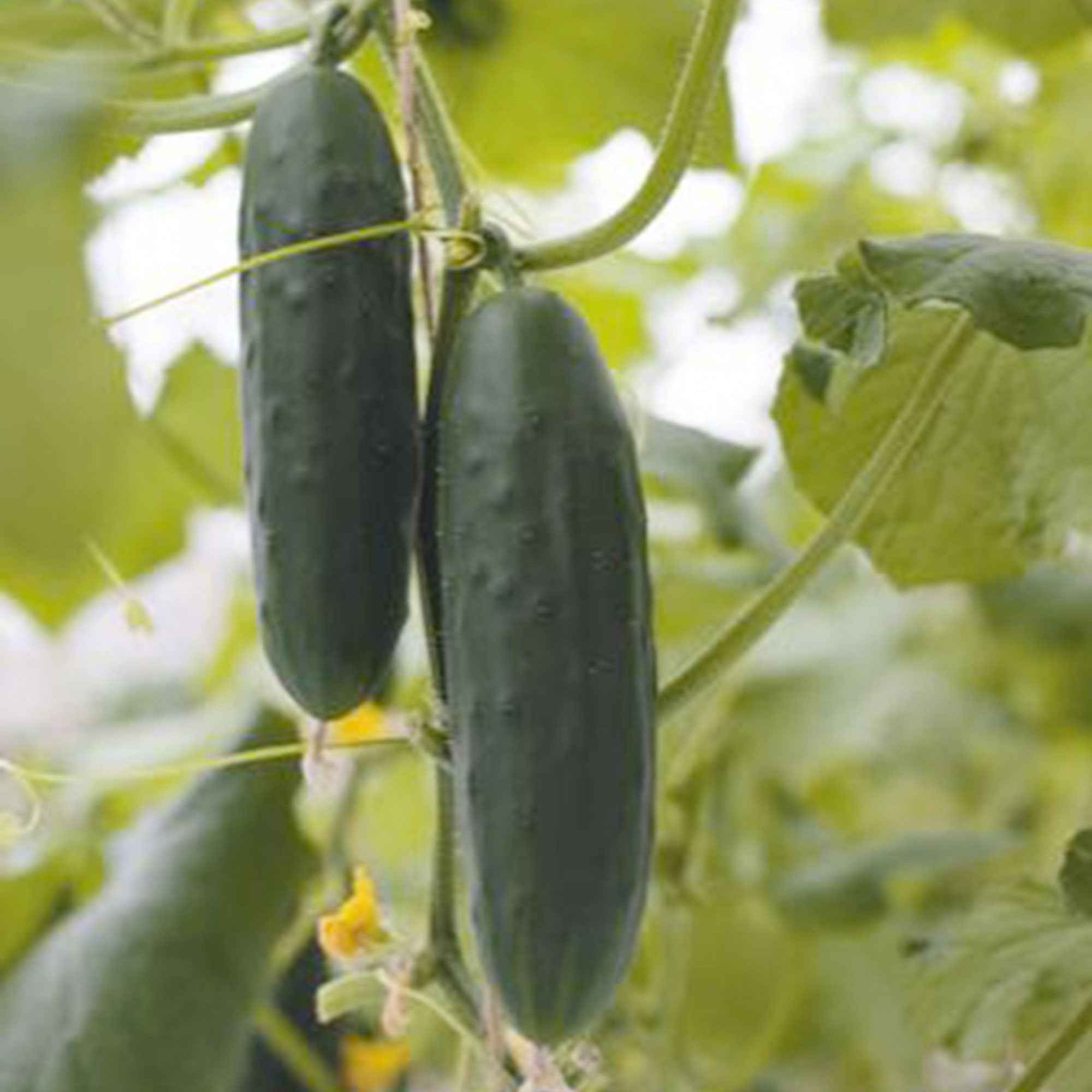 Gurke Cucumis 'Marketmore' - Image 3